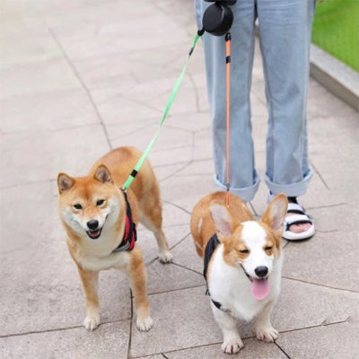 AutoLead™  | double enrouleur pour Chien © bella fit 4  🐾🐾