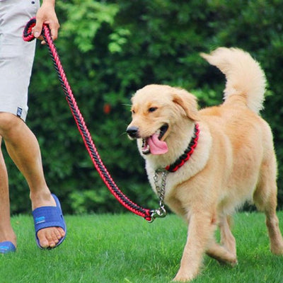 🐾 FlexiRobusta™  |  solide et confortable © bella fit 4  🐾🐾