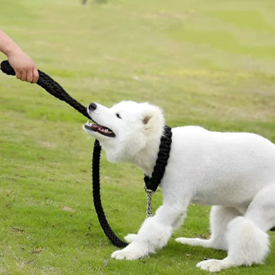 🐾 FlexiRobusta™  |  solide et confortable © bella fit 4  🐾🐾