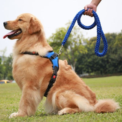 🐾 FlexiRobusta™  |  solide et confortable © bella fit 4  🐾🐾