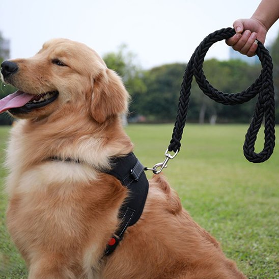 🐾 FlexiRobusta™  |  solide et confortable © bella fit 4  🐾🐾