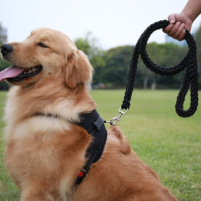 🐾 FlexiRobusta™  |  solide et confortable © bella fit 4  🐾🐾